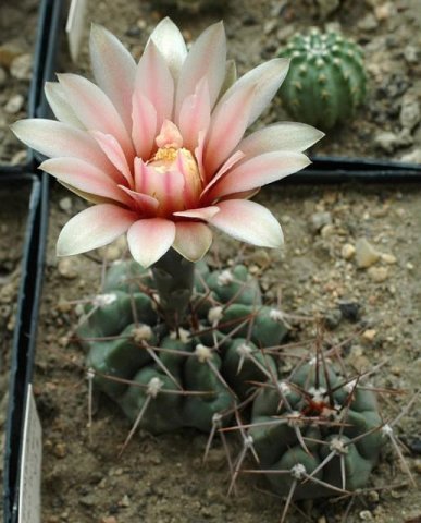 Gymnocalycium_sanluisensis